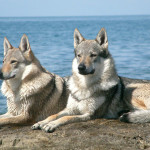 Команда Sea Wolfs